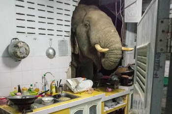 Así aparece el elefante a pedir comida en una casa tailandesa