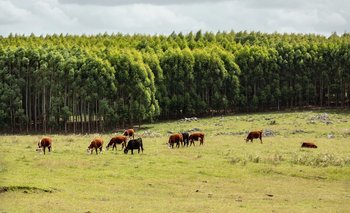 Forestación y ganadería, sinergia apuntalada por una nueva certificación.