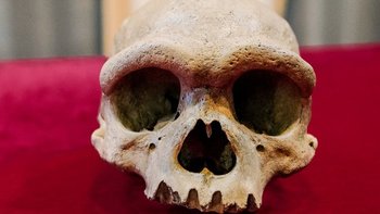 El cráneo del "hombre dragón" es enorme y el tamaño de su cerebro pudo haber sido similar al promedio de nuestra especie