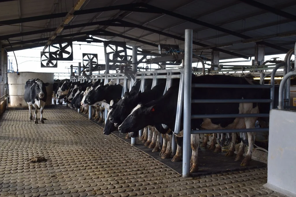 Hot bed: the system that triggered milk production in a maragato dairy