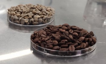 Café "verde" utilizado como materia primay el café tostado