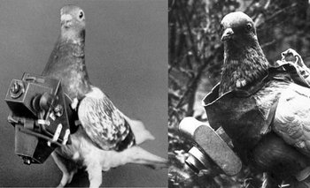 El artefacto pesaba apenas 70 gramos, lo que permitía montarla con un arnés en el pecho de las palomas mensajeras sin dificultarles el vuelo