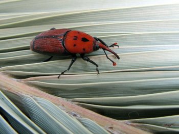 El escarabajo Picudo Rojo camina sobre las hojas de una palmera