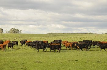 Nuevos manejos en la ganadería Uruguay tienden a un sistema productivo más amigable con los recursos medioambientales.