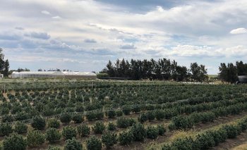 Uruguay está explorando el desarrollo del cultivo del cáñamo en Uruguay. 
