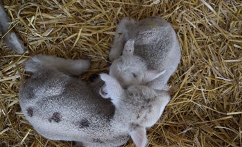 El índice de preñez ovina nacional es de 93%.