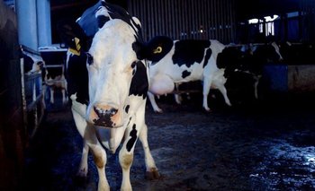 Cow se suma a la lista de películas que denuncian el maltrato de los animales