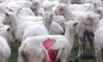 Las ovejas heridas difícilmente se podrán recuperar.