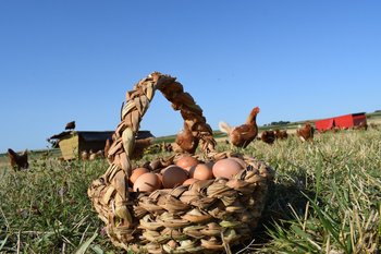 Huevos producidos con base en un sistema orgánico.
