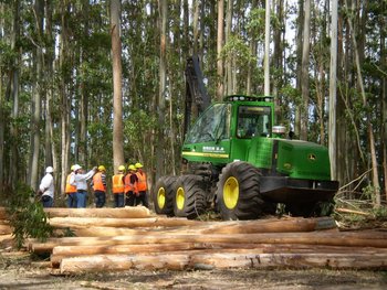 El estudio, realizado por Exante, se titula: “Contribución del sector forestal a la economía uruguaya”.
