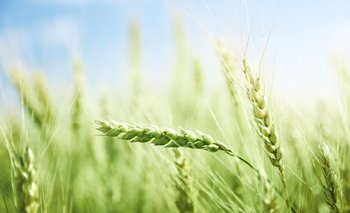 Cuidados sanitarios en trigo y cebada, un tema de alta relevancia.
