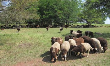 Guías para mejorar en la producción de ovinos.