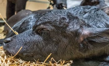 Elisir Giuseppina, búfala que nació en el predio de la Rural de Palermo este miércoles 20 de julio