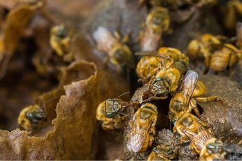 La miel de estas abejas, con sabor y acidez diferente según la especie, es más codiciada que la de abejas con aguijón, que producen hasta 30 veces más. 