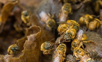 La miel de estas abejas, con sabor y acidez diferente según la especie, es más codiciada que la de abejas con aguijón, que producen hasta 30 veces más. 