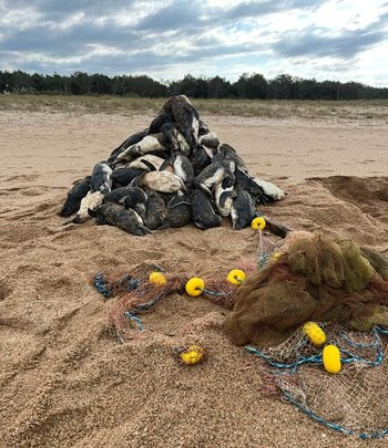 Se encontraron 34 pingüinos muertos atrapados en una red de pesca en la costa de Maldonado