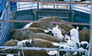 Para el mercado chino los exportadores uruguayos envían animales con destino a reproducción, mientras que para Turquía los ganados van con destino a recría.