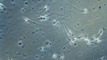 La interpretación del aleteo de los espermatozoides estaba basado en imágenes en dos dimensiones