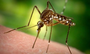 Los mosquitos Aedes aegypti están en el centro de la polémica en Estados Unidos.