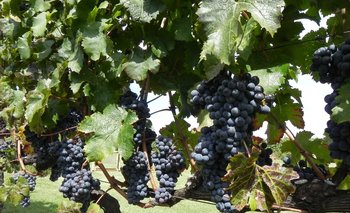 Certificar un sistema de producción de uva sostenible implica una producción que sea de bajo impacto ambiental y que respete la biodiversidad, al productor y al consumidor.