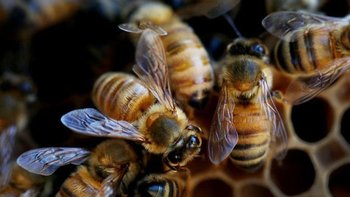 Las abejas expuestas a múltiples productos químicos usados en la agricultura enfrentan riesgos mucho mayores de lo que se pensaba.