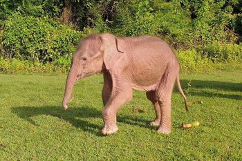 El animal cumple con siete de las ocho características asociadas a los elefantes albinos