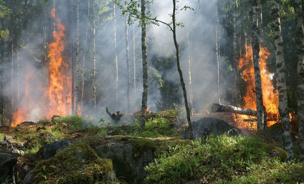 Incendios en la Amazonía de Brasil: 5.373 focos solo en julio