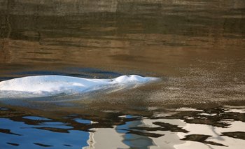 Ballena beluga en el río Sena de París