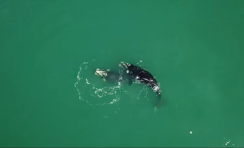 Las ballenas aparecieron frente a la costa de Punta Ballena