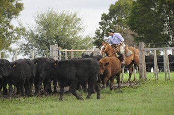 Livestock production with Aberdeen Angus cattle.