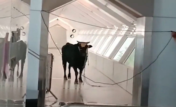 El toro fue capturado dentro del banco.