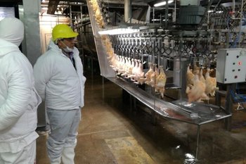 Granja Tres Arroyos faena 160.000 pollos por semana.
