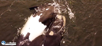 Dos ballenas francas en la costa de Uruguay