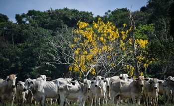 El gobierno brasileño analiza la situación sanitaria ante posible caso de "vaca loca".