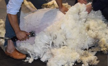 La lana cerró la semana con un leve incremento de 0,4% en dólares. 