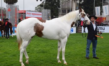 El Gran Campeón Paint Horse es un caballo que fue importado desde Brasil en 2020.