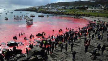 La caza de ballenas (foto) y de delfines es legal en las Islas Feroe. (Imagen de archivo)