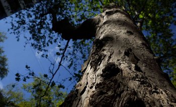 Los árboles pueden ayudar a proteger la salud humana.