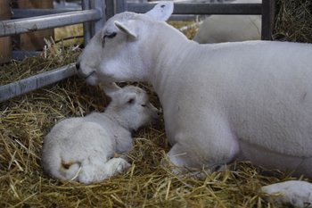 La madre, una oveja Texel, ganó el premio a la Tercer Mejor Hembra se la raza.