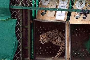 Polémica por la reintroducción de guepardos en la India 70 años después de su extinción