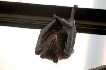 El murciélago transmite la rabia a otros animales y a humanos.