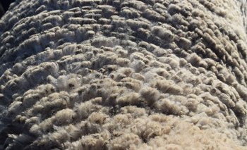 Vellón de lana de la raza Corriedale.