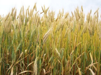 Ucrania y Rusia están detrás del 28% de las exportaciones mundiales de trigo