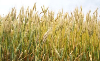 Ucrania y Rusia están detrás del 28% de las exportaciones mundiales de trigo