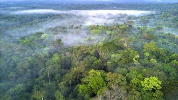La selva amazónica es el hogar de una de cada 10 especies conocidas en la Tierra.