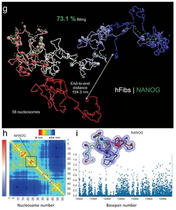 Reconstrucción del Gen NANOG Humano usando MIOS