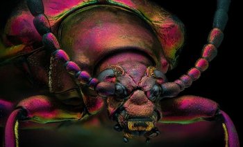 La foto del escarabajo joya rojo ganó como "imagen de distinción" en el concurso de fotografía microscópica de Nikon