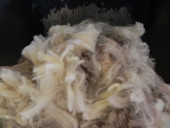 Sigue dando mucho trabajo poder desprenderse de lanas de micronajes gruesos.