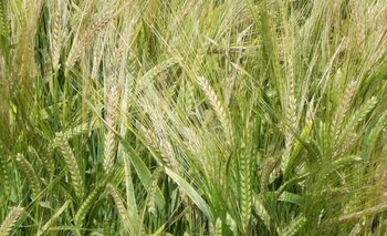 Por segundo año consecutivo, el trío de trigo, cebada y colza dan generalmente mejores  resultados por hectárea que soja y maíz.