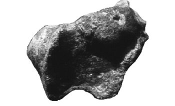 Vértebra del Aeolosaurus encontrada.